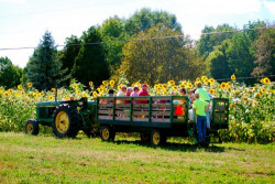 Country Tractor Hayride